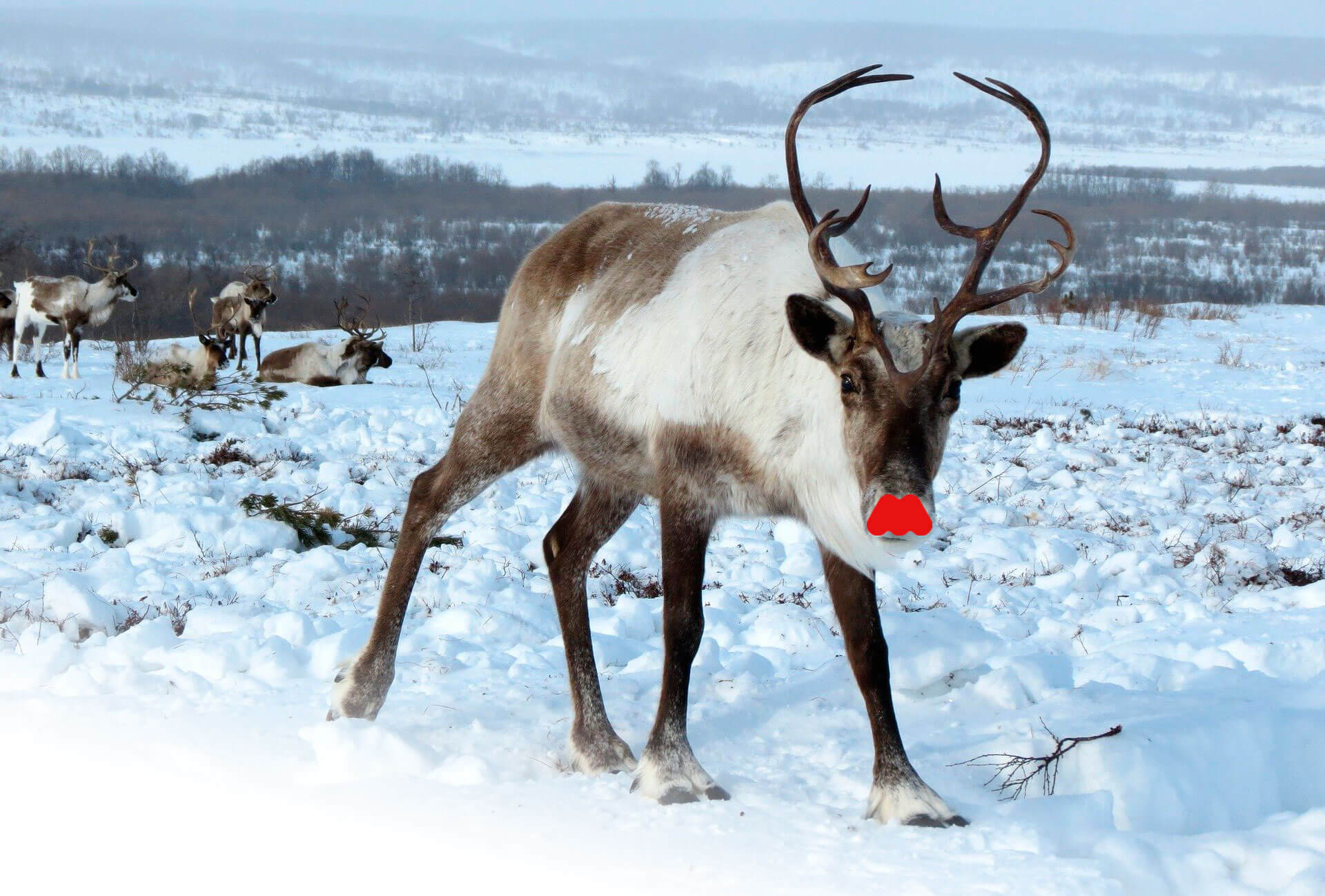 Rudolph